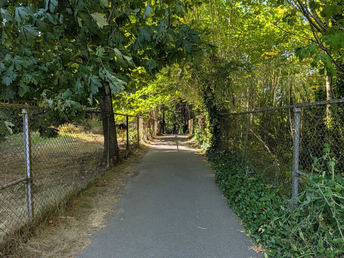 A walkway surrounded by trees
