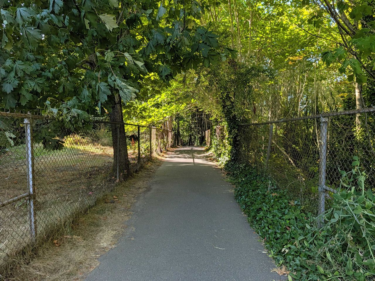 A walkway surrounded by trees